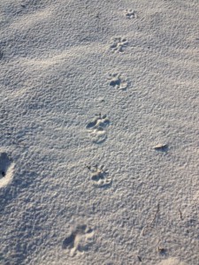 The spread toes of the opossum make identifying this track easier.  