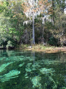 The crystal clear springs of Wakulla are filled with alligators and manatees. Photo credit: Carrie Stevenson