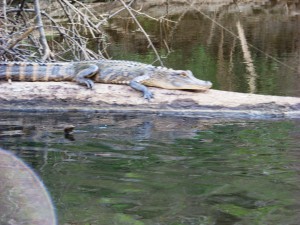 Alligator basking on the Escambia River; photo: Molly O'Connnor