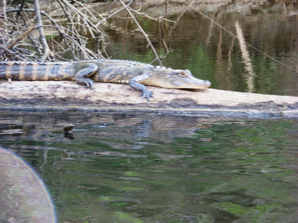 The American Alligator: a new nuisance for the panhandle?