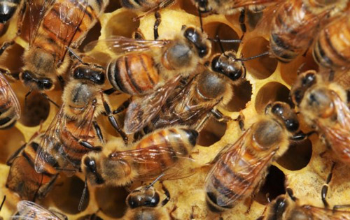 Beekeeping in the Panhandle Workshop & Trade Show April 1 & 2