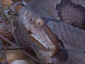 The head of a pit viper.  Notice the additional pit, elliptical pupil, and "mask" across the eye.  Photo: Molly O'Connor