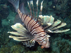 The Invasive Lionfish 