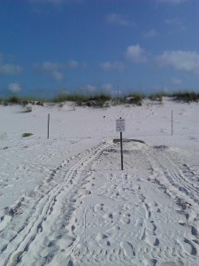 Tracks left by a nesting Green Sea Turtle.  Courtesy of Gulf Islands National Seashore.  