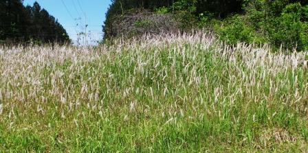 Late Spring is Time to Go Cogongrass Hunting