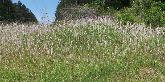 Can We Eradicate Cogongrass from the Panhandle Barrier Islands?