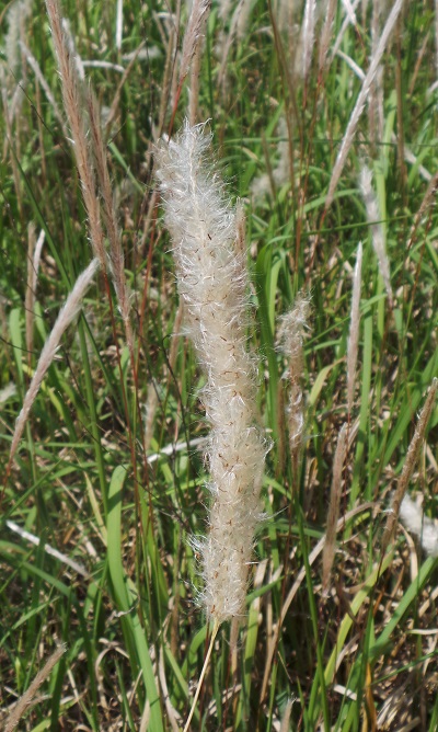 Cogongrass seedhead close-up. While cogongrass speads primarily by rhizomes the seedheads can make new infestations easier to find. Photo Credit: Mark Mauldin 