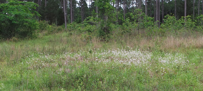 Controlling Cogongrass