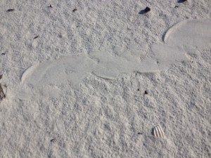 Track of an unidentified snake crossing a dune.  Photo: Rick O'Connor