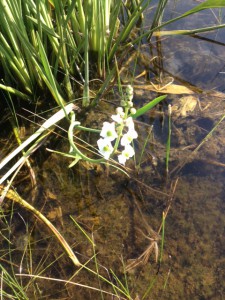 Narrow-leaved Sagittaria.  Another water loving plant.  