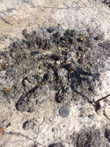 This scat pile was near the location of the "bed" and along the drag marks made by this animal.  