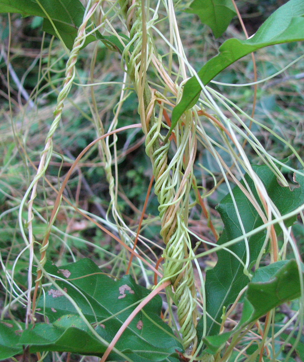 Dodder vines covering an oak seedling. The vines always wrap counterclockwise. Photo Credit: Jed Dillard