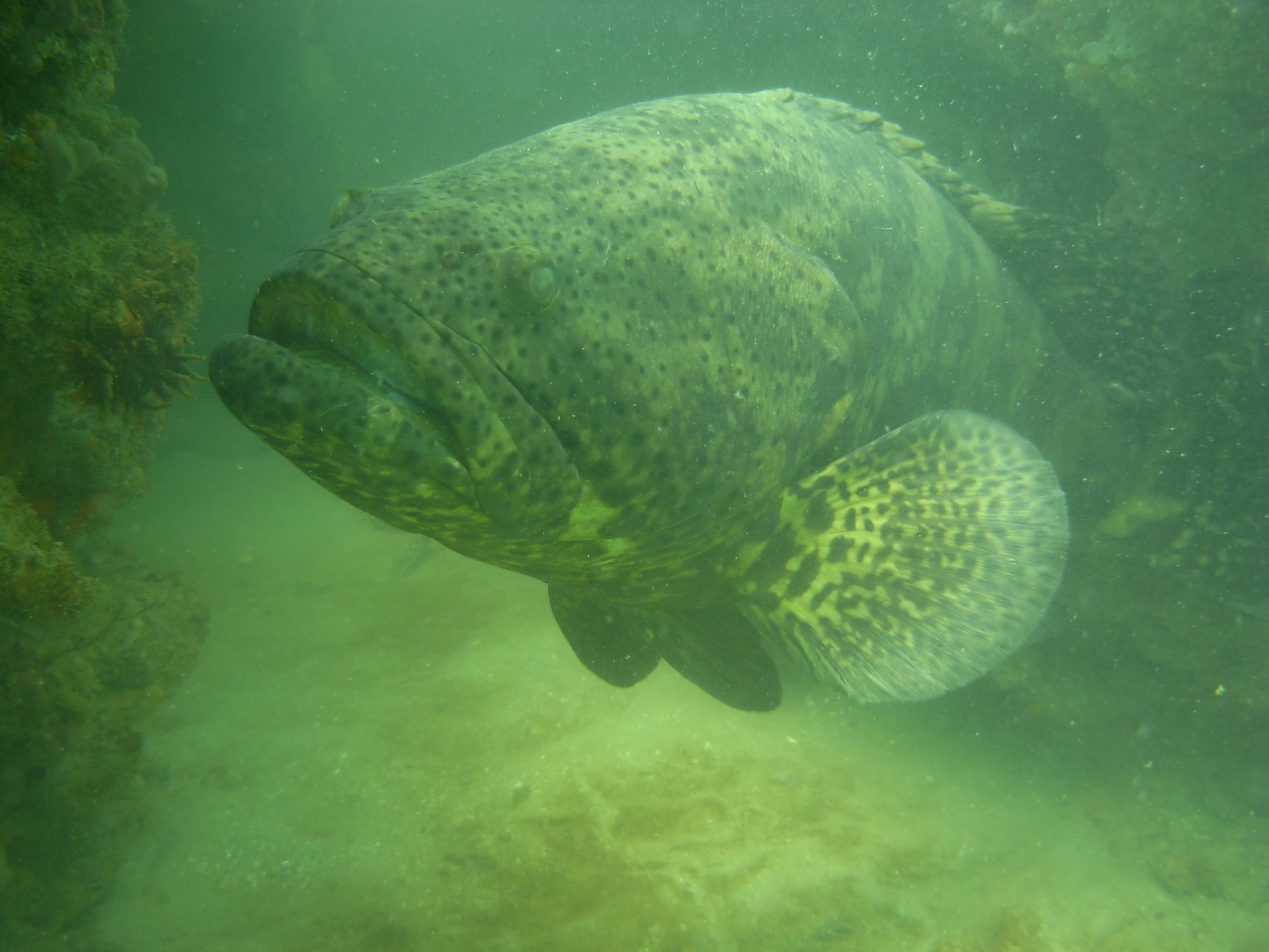 Sea Grant Monitors Occurrence of Goliath Groupers in the Panhandle