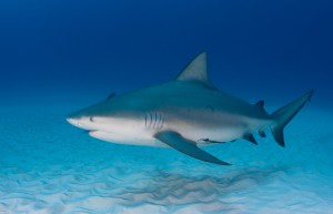 Pregnant Bull Shark (Carcharhinus leucas) cruses sandy seafloor. Credit Florida Sea Grant Stock Photo 