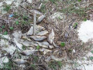 Dead fish near Ft. Pickens in Pensacola.  Photo: Rick O'Connor