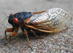 The Sweet Sound of Summer – Cicadas