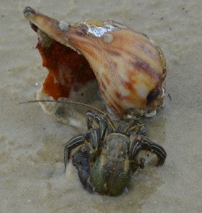 Hermit Crabs Add to Summer Fun At North Florida Beaches | Panhandle ...