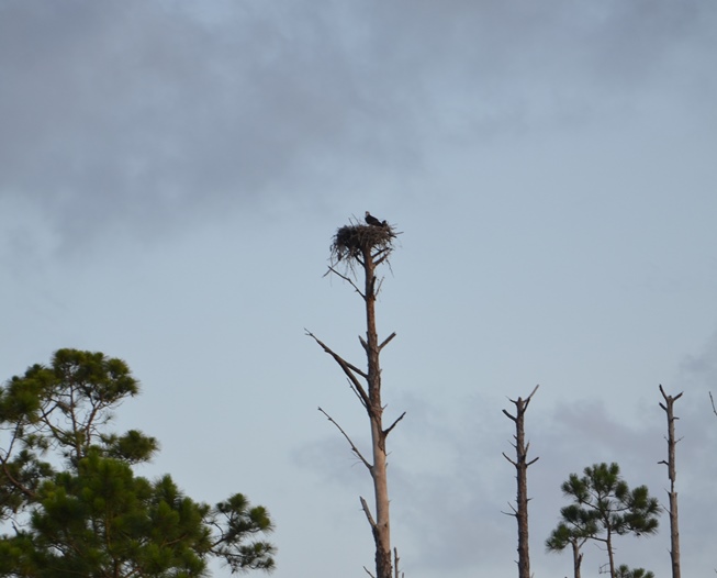 Osprey nesting sites are commonly near water, and their food source.
