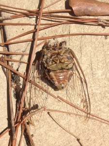 The adult body of a local cicada.  