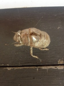 The empty molt of a cicada nymph. 