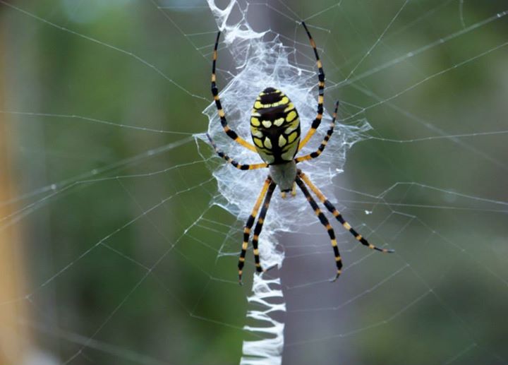 Why do Orb Weaving Spiders Make Patterned Webs?