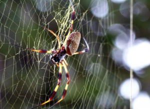 The elongated body of the Golden Orb Weaver.  Photo: Molly O'Connor