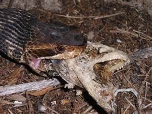 A cottonmouth consuming a fish from a birds nest.  Photo: University of Florida 