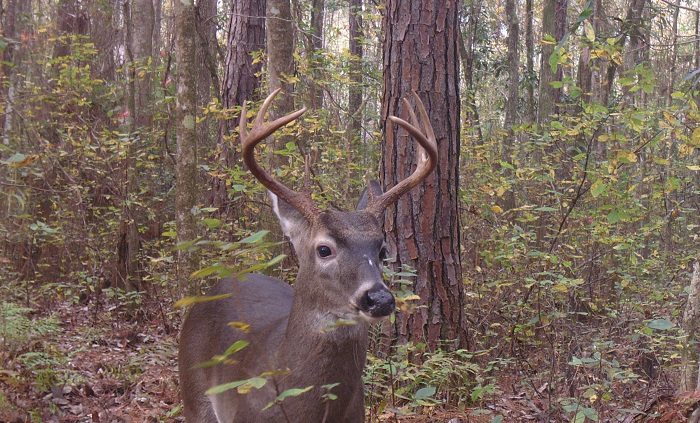 CWD Update: New Regulations for Hunting Season