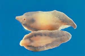 The human liver fluke.  one of the trematod flatworms that are parasitic.   Photo: University of Pennsylvania 