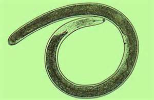 Embrace the Gulf 2020 – the nematodes