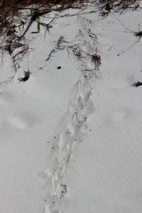 The tracks of the very common armadillo. Photo: Molly O'Connor