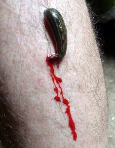 The ectoparasite we all call the leech. Photo: University of Michigan