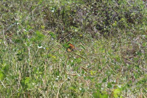 The majestic monarch butterfly stopping along the panhandle on its way to Mexico. Photo: Molly O'Connor