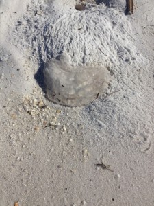 The remnants of moon jellyfish near a ghost crab hole. Photo: Molly O'Connor