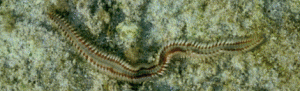 Neredia are one of the more common polychaete worms. Photo: University of California Berkley 