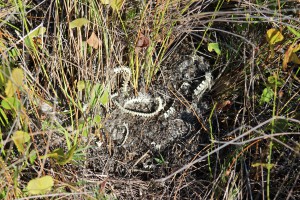 A snake skeleton found near the swale area on the island. Between the primary and secondary dune. Photo: Molly O'Connor