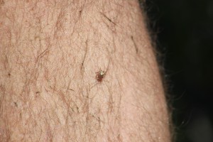 This tick was a hitchhiker on our trip through the dunes. Photo: Molly O'Connor