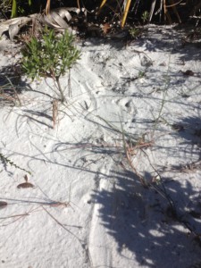 This track was found in the tertiary dune system and could be an adult turtle. Photo: Rick O'Connor