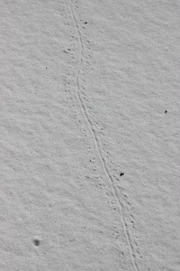 An unknown track; possibly of a turtle hatching. Photo: Molly O'Connor