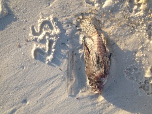 The carcass of the invasive lionfish was part of the October red tide kill. Photo: Shelly Marshall