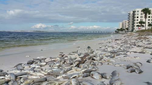 “They Call Me… Karenia brevis”: the story of red tide