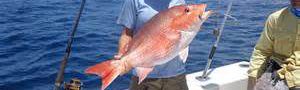 National Seafood Month… Red Snapper