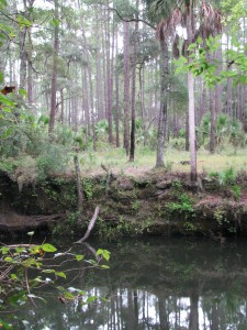 One of the many locations where the Aucilla River "rises from the limestone caverns beneath the earth. Photo: Jed Dillard