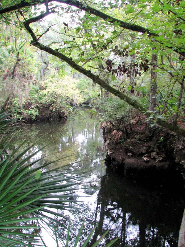 Panhandle Outdoors LIVE! Hikes the Aucilla Sinks Trail