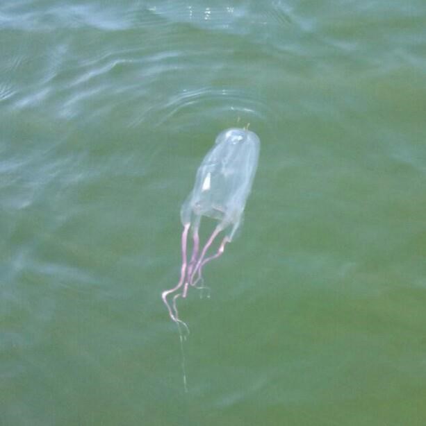 Box Jellies in the Gulf of Mexico?