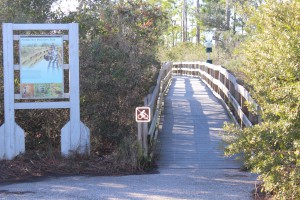 At the kayak launch at Johnson's Beach is a short trail through the dunes of Perdido Key. You will be able to view a variety of plants and birds, or maybe, as I did, find a large coachwhip basking on a dune. 