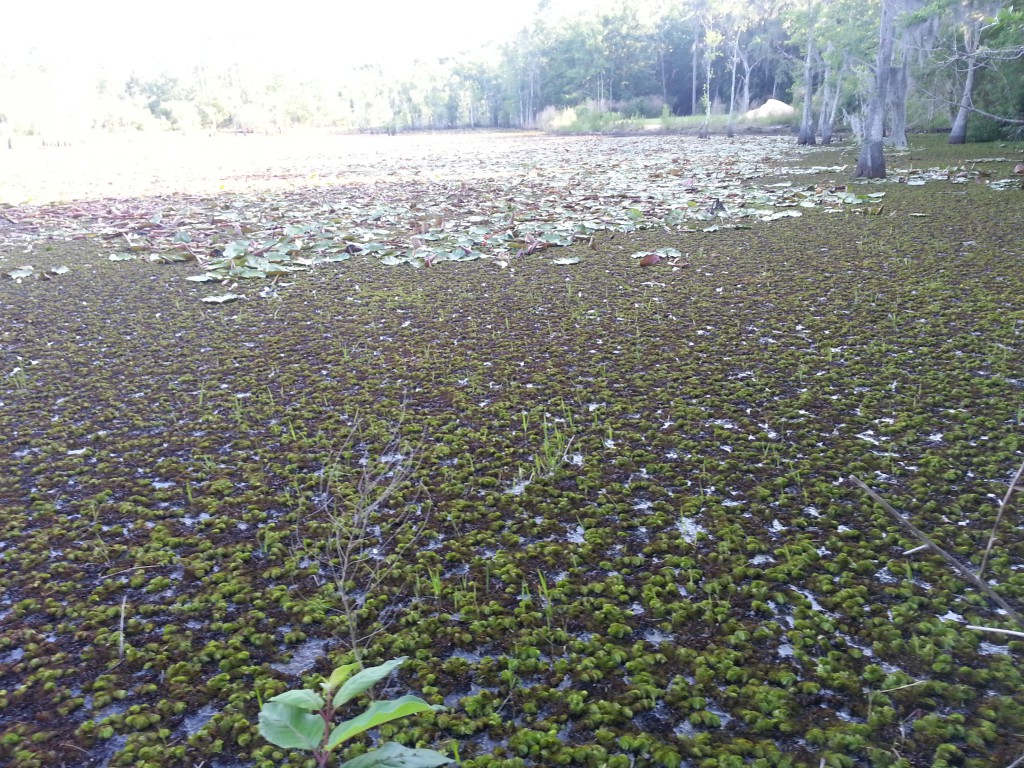 Giant Salvinia mats completely covering Bay County pond. This fast growing invasive can double in coverage every two weeks! Photo by L. Scott Jackson 