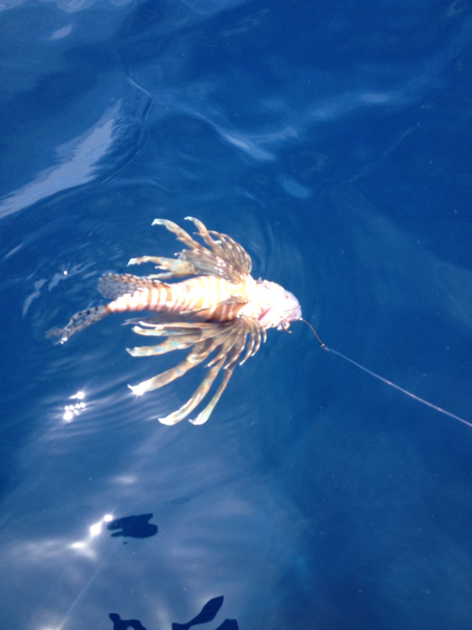 NISAW 2016 – An Update on the Lionfish Situation in the Panhandle
