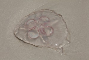 The Moon Jelly is a Common Inhabitant Along Panhandle Shores. Photo courtesy Florida Sea Grant