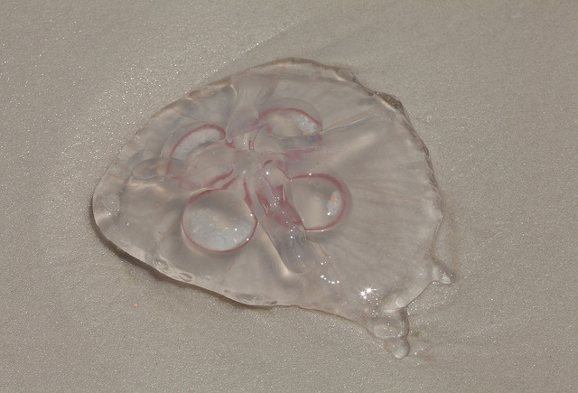 Be Beach Aware with Jellyfish Out There